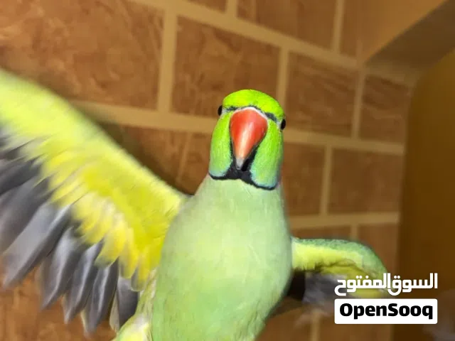 ببغاء درة ذكر أليف ويتكلم ب 40 فقط