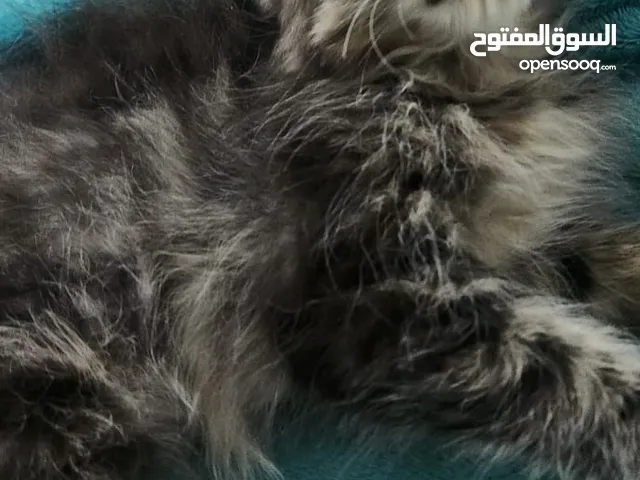 3 قطط شيرازي تحتاج عناية واهتمام