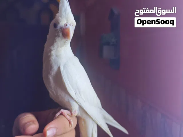 طيور كوكتيل للبيع