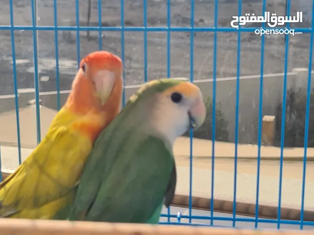 زوج روز منتج لون جميل ب23 تفاصيل فالوصف