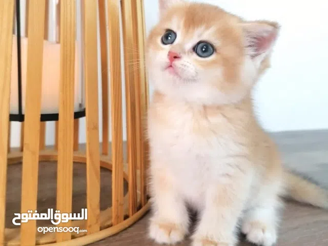 Scotch Kitten - Gold Male