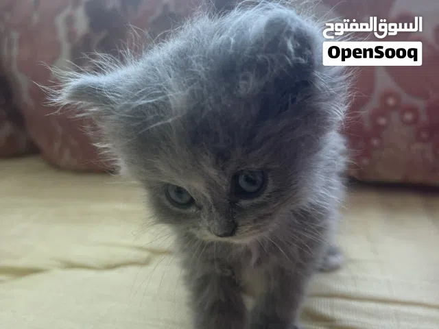 قطط شيرازية للبيع
