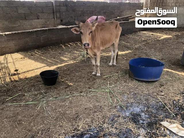 للبيع بقره وثور عمانيات
