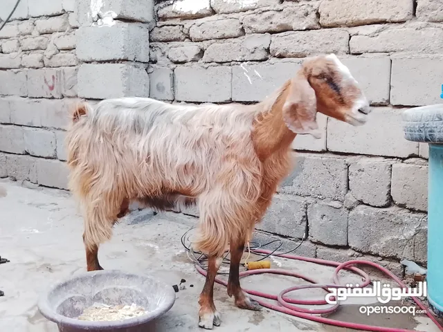 صخله شاميه حامل للبيع مناسبه أقرء الوصف وخابر وأنه خادم للطيبين
