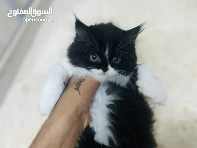قطط مكس هملايا وبيرشن