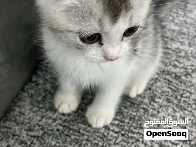 قط للبيع سكوتش فولد