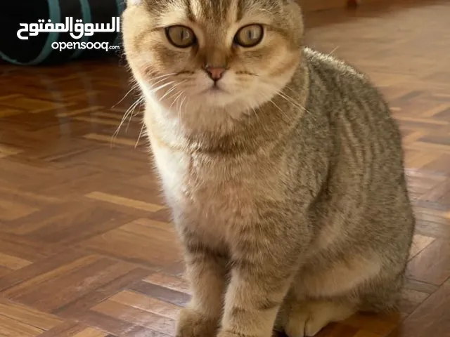 قطه سكتش فولد للبيع