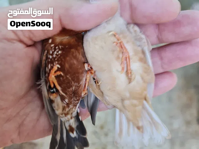 زيبرا جامبو فول اورنج