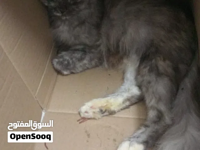 قط مفقود   ارجو تواصل