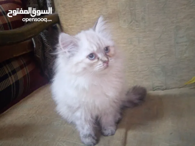 قطه شنشيلا العمر شهرين نظيفه لعوبه سكان حي نزال