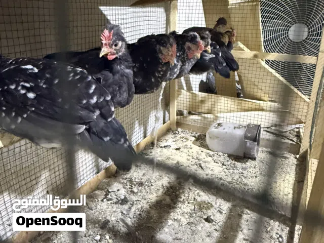 دجاج كحالي افرك كويتي للبيع