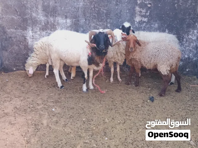 3 نعاج وكبش وفطيمة