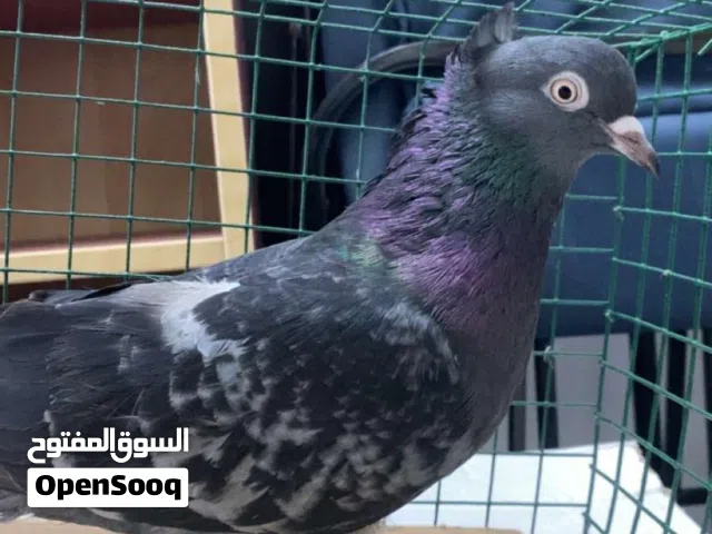 حمام لوت شرط الصحه والنظافه