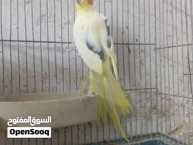 ذكر كوكتيل لاتينو بصمه