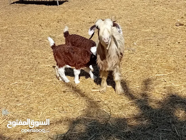 عنز تحتها توم للبيع