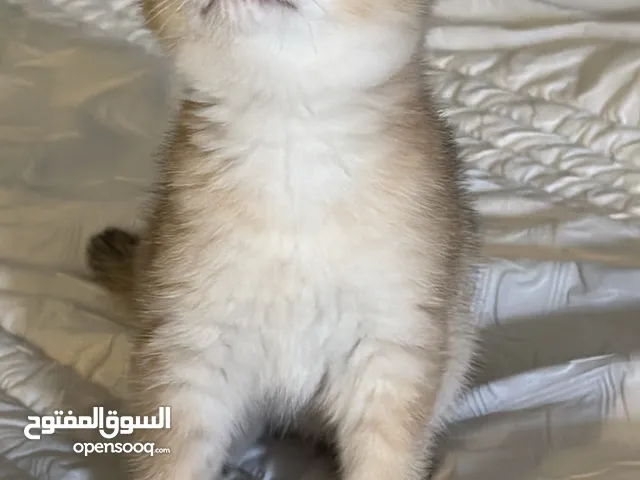 قطط سكواتش ستريت