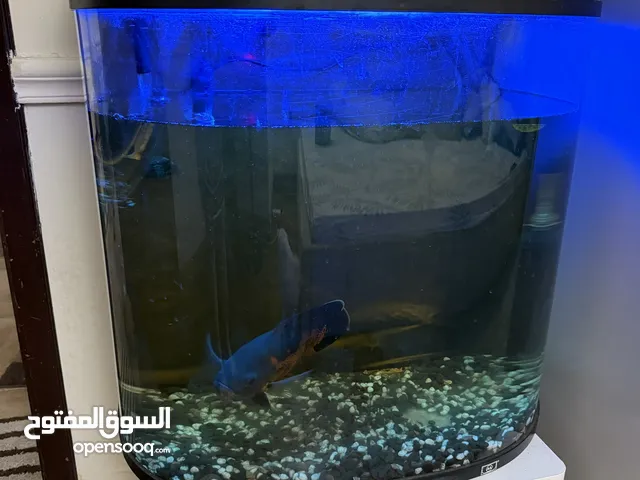 Big size aquarium with oscar fish