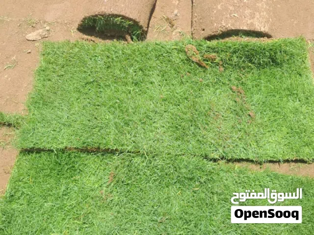 أعرض لكم نجيله ثيل طبيعي زراعة c2000 جودة أفضل نوع على الشرط