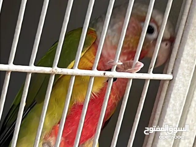 النوع باينبل كنيور سبلت فالو العدد 3 العمر 6 شهور مواليد 2024 اللون واضح