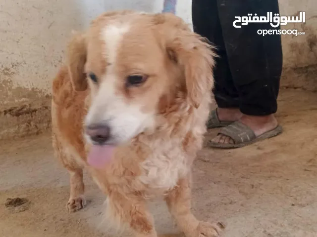 متاح 3 انثي 2 فرنش ترير وانثي هساكي الحبه عله 50