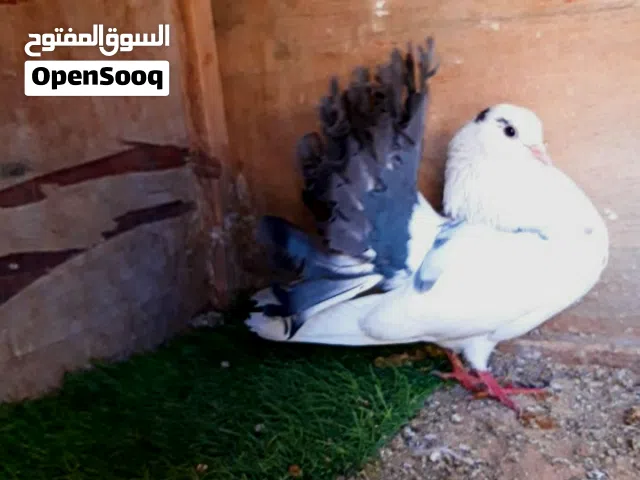 إنتايه تونسي بوديل ربي يبارك