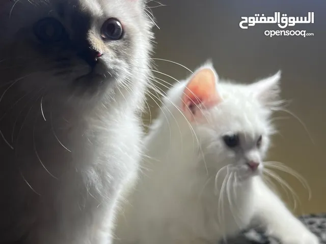 إعلان بيع قطتين فخمتين بأوصاف رائعة!