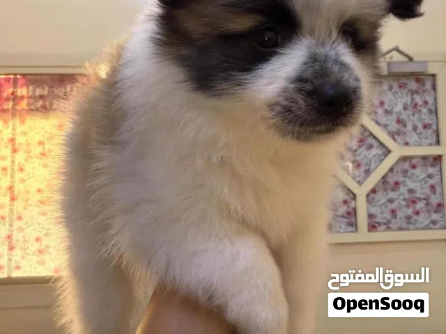 pomeranian poodle