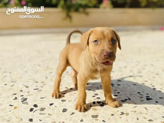 جرو بيتبول امريكي ذكر ربي يبارك آخر طرف عمره 40 يوم