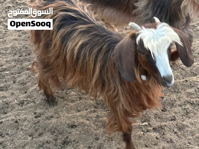 للبيع سخله