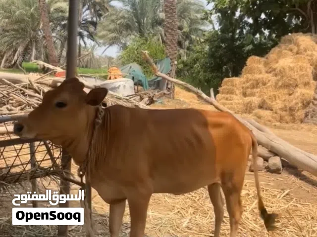 عجله عمانيه للبيع