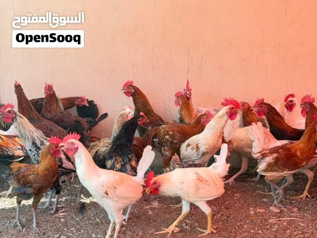 دياكة للبيع