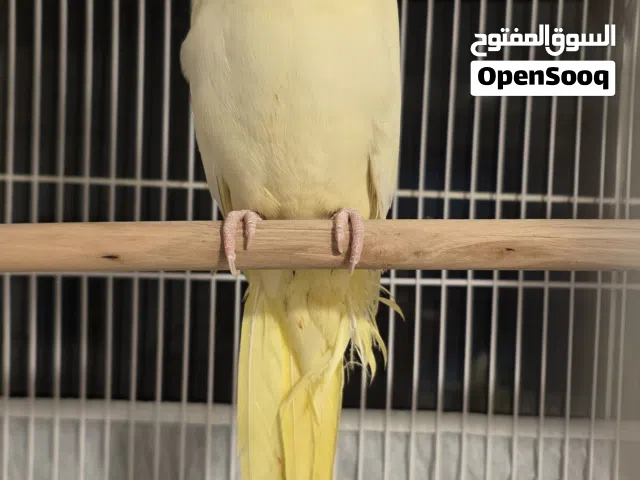 The bird is male and female.