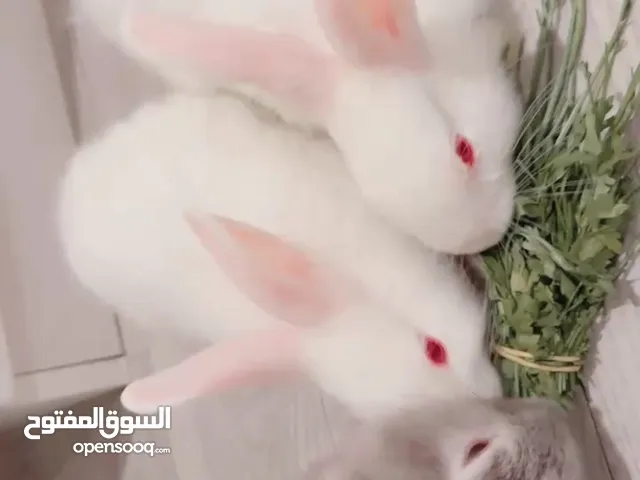 أرانب لطيفه وجميله للبيع بسعر قابل لتفاوض
