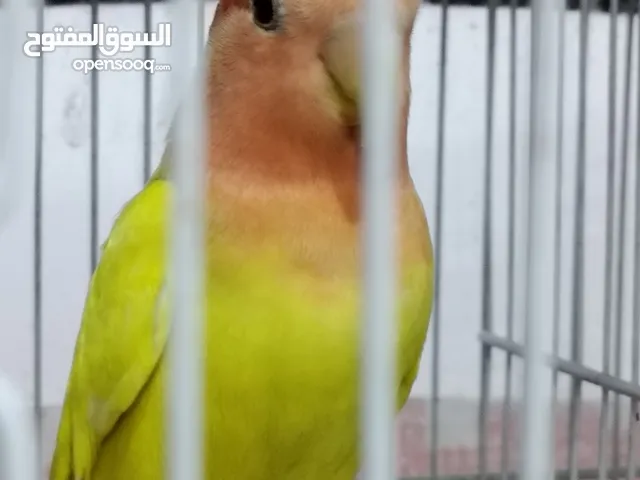 لاتينو اورنج