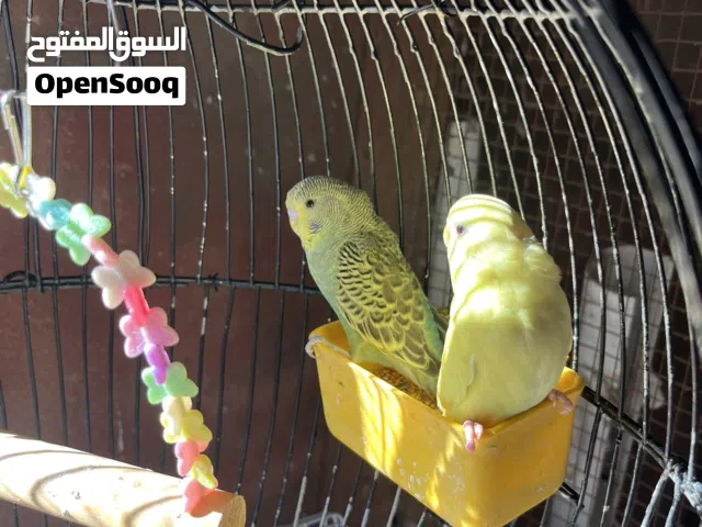 مخليف حب الانثة  لون اصفر مميز