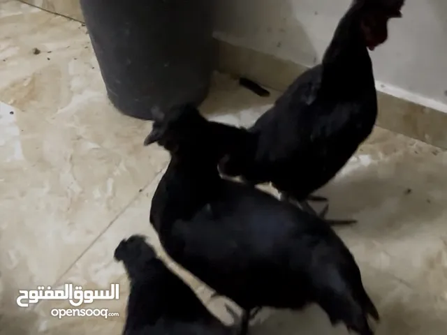 جاج لمبرجيني