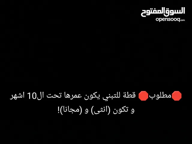 مطلوب قطة انثى مجانا تحت عمر ال10 اشهر و يكون اللون (فاتح) غير الاسود