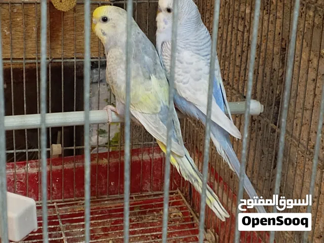 كوبيا بقلينو ربي بارك نضافه المكان الخمس