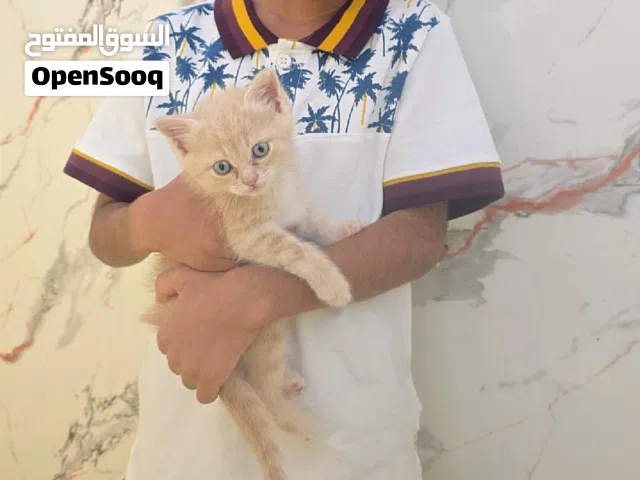 قطة لطيفة للتبني مجانا cute little kitten for free adoption