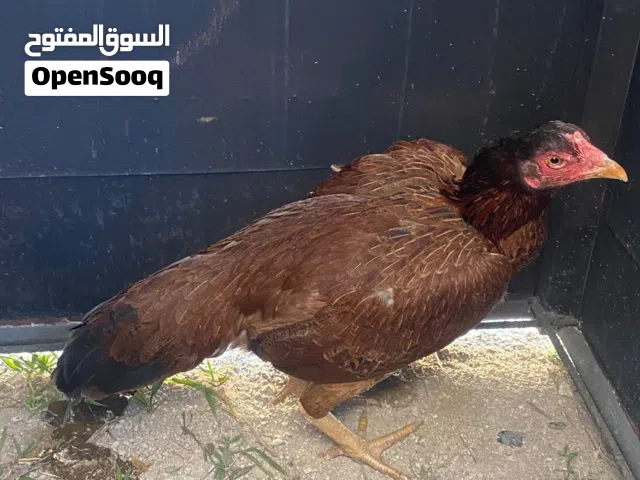 دجاجه بنجابي عمره سنه ونص كذا