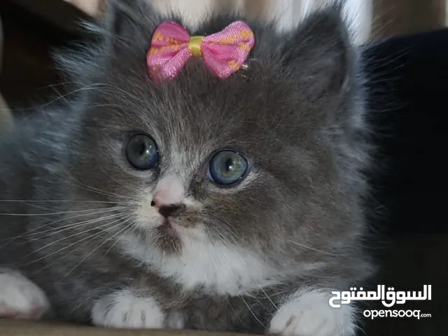 لوسي قطة مكس بريتش و سكوتش
