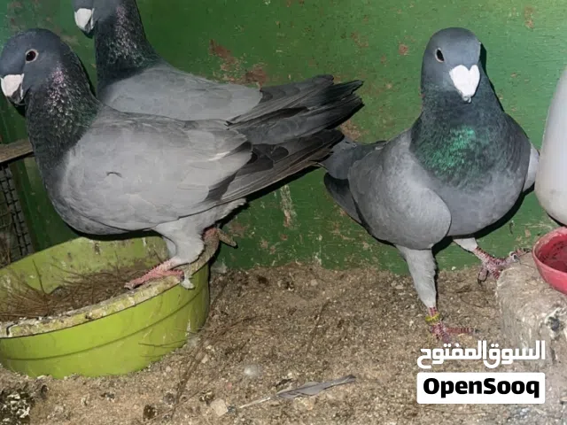 للبيع مداين امريكي