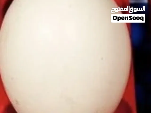 مطلوب بيض طيور كناري غندورة درة