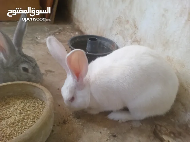 جوز ارانب بلدي للبيع بسعر مناسب