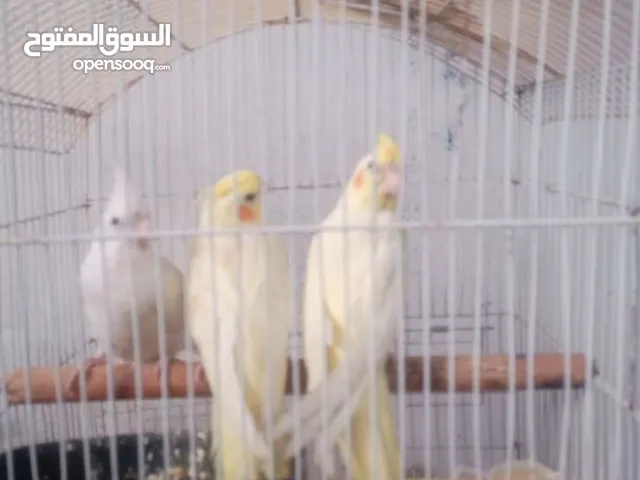 فراخ كوكتيل