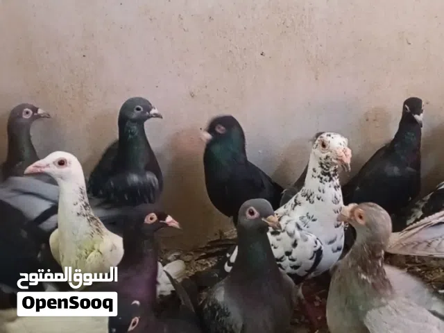 حمام انواع