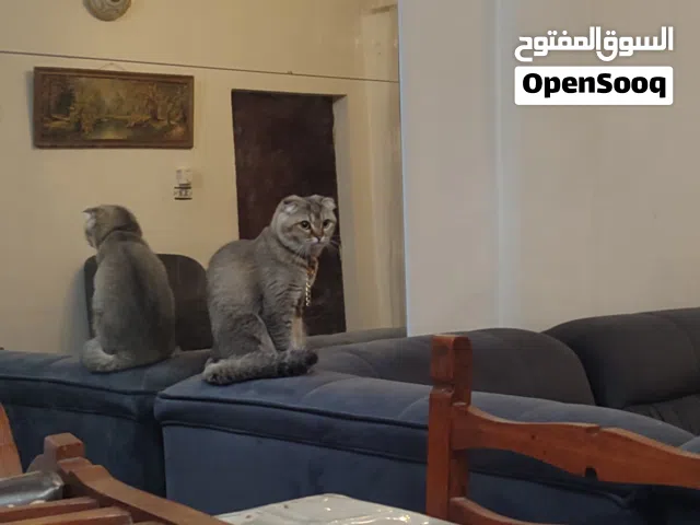 قط سكوتش فولد
