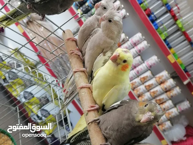 كوكتيل اليف ومتوفر جواز كوكتيل للبيع