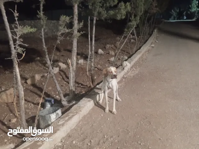كلب بونتر البيع