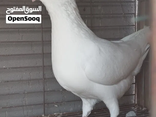 ذكر لحلوح ابيض نادر مواصفات تبارك الرحمن